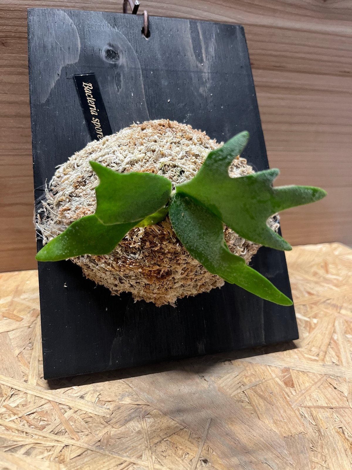 Titanium series spore select ビカクシダ P.Ginka Sporelings Select 【artPLANTs/PLANTS GARAGE
