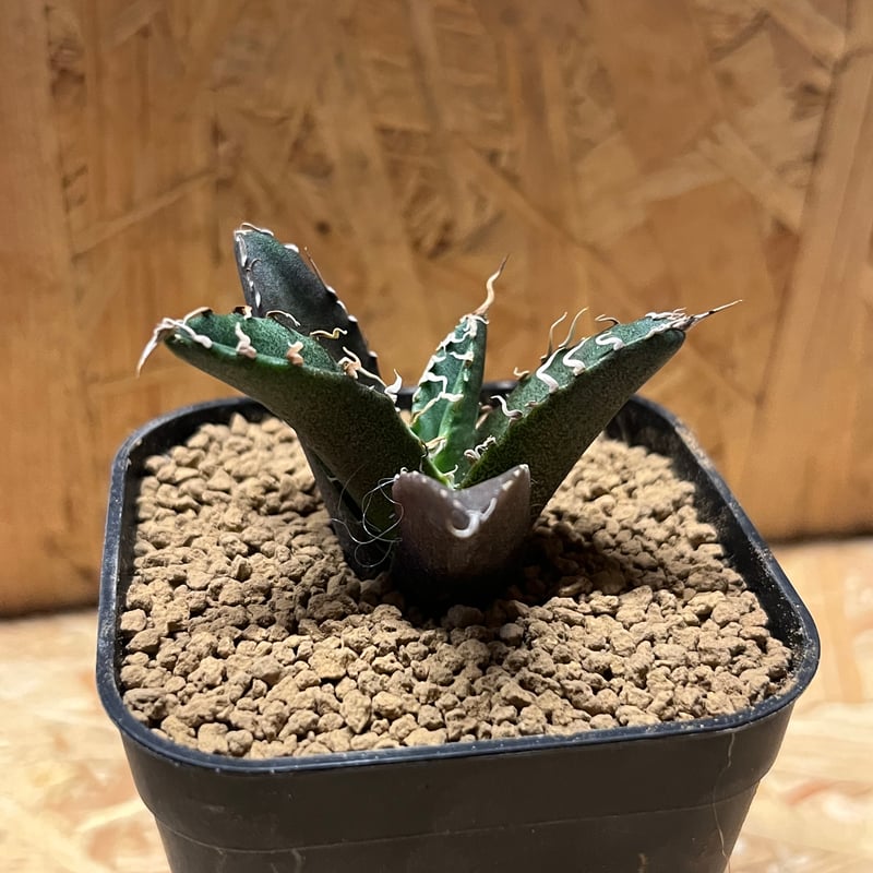 チタノタ シーザーA（アガベ パキポディウム グラキリス パキプス オテロイ