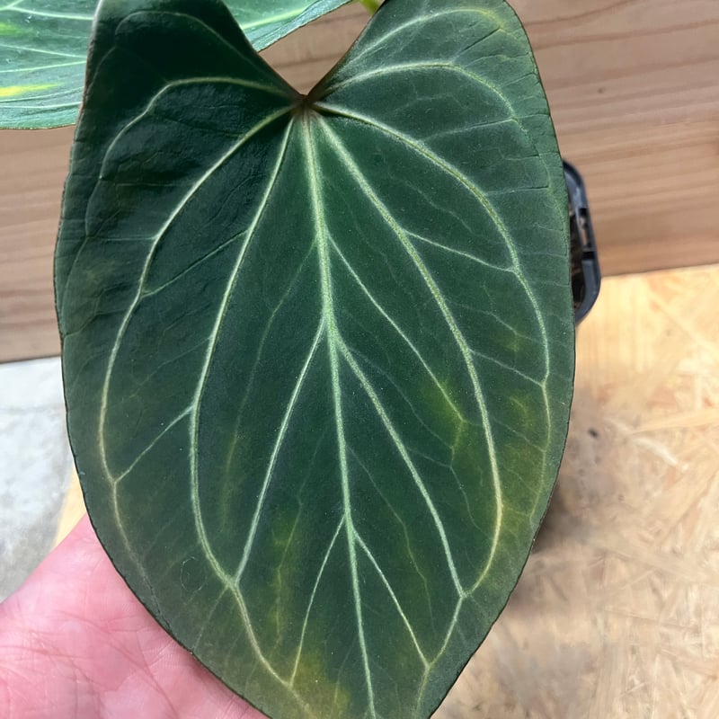 アンスリウム 'キングオブスペード' | GREEN LUCK