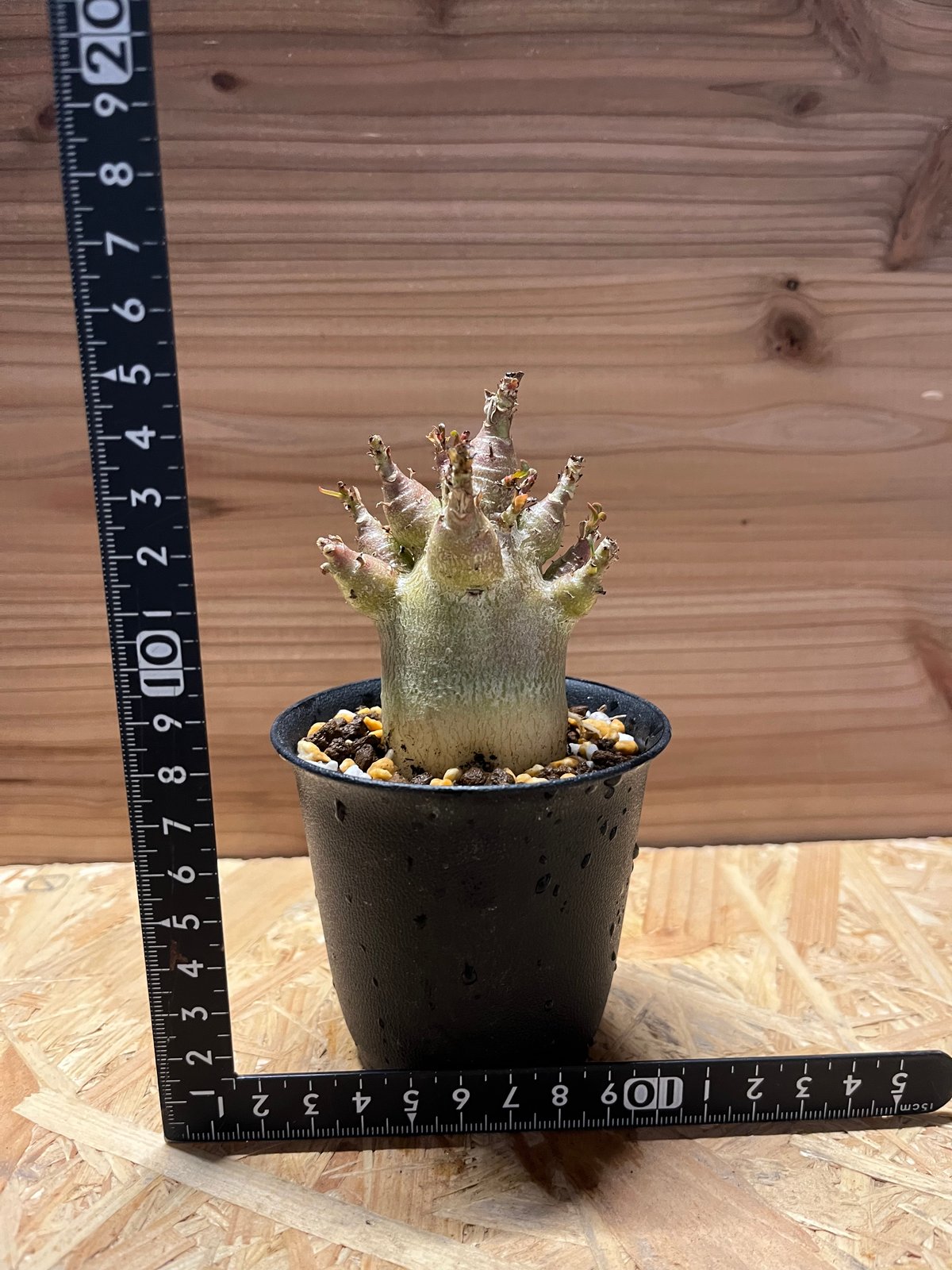 アデニウム アラビカム スーパードワーフ | GREEN LUCK