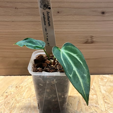 アンスリウムカーラブラッキー | STORES