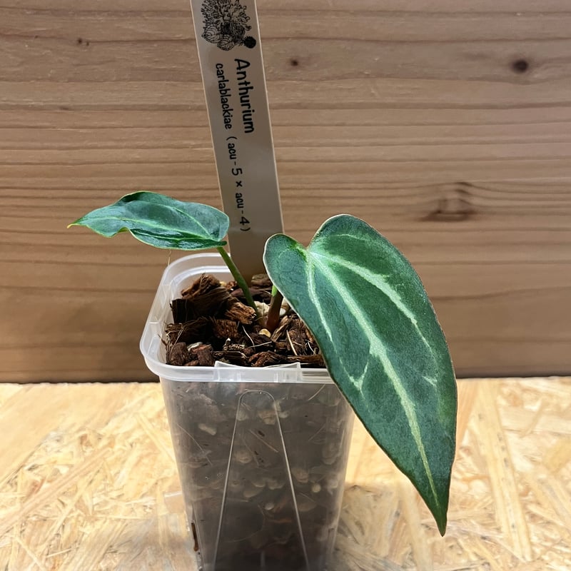 アンスリウム カーラブラッキー ナロー | GREEN LUCK