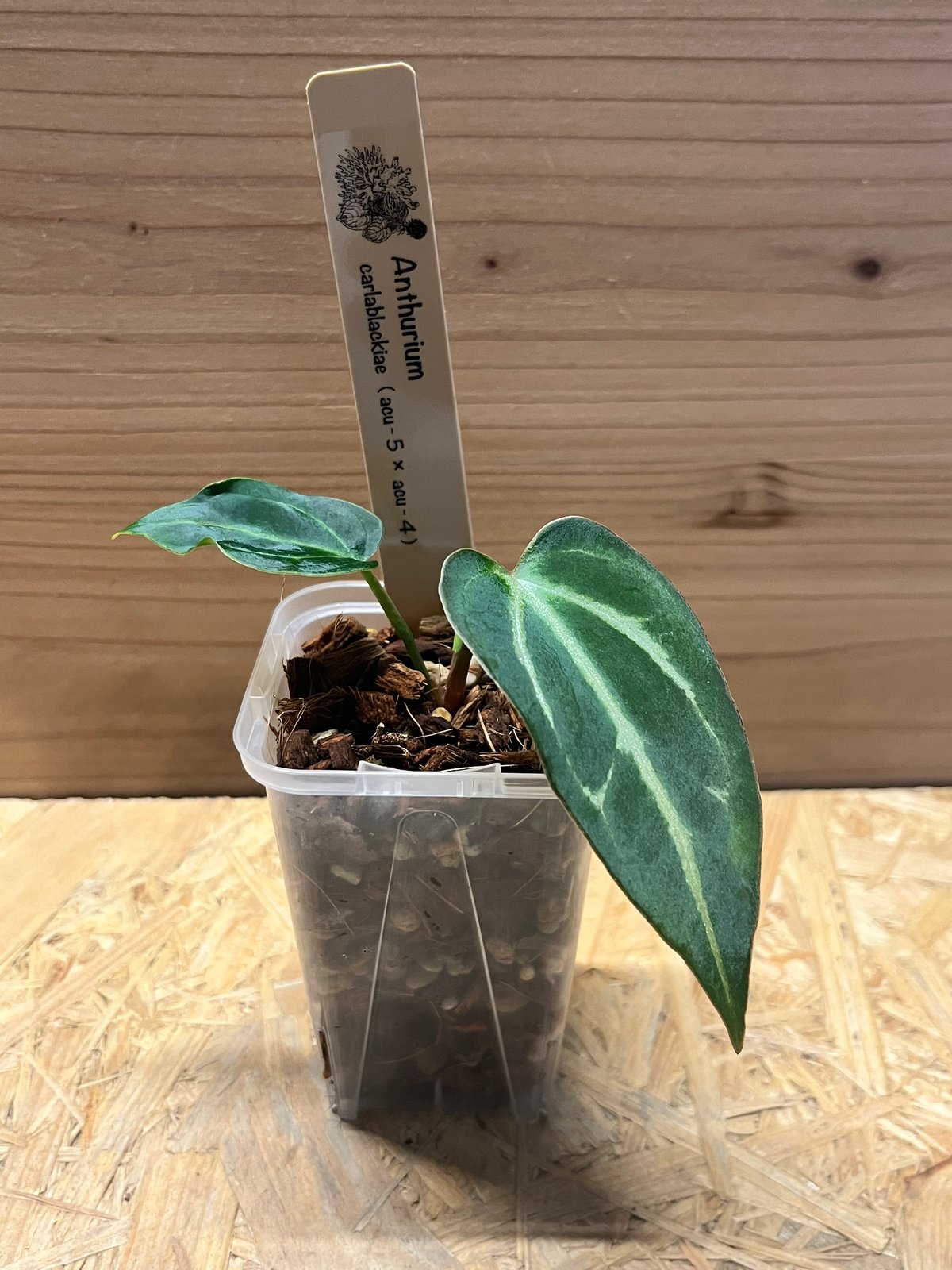 激レア　アンスリウム　カーラブラッキー アンスリウム カーラブラッキー ナロー | GREEN LUCK