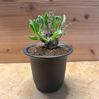 パキポディウム グラキリス 実生 多分岐株 | GREEN LUCK