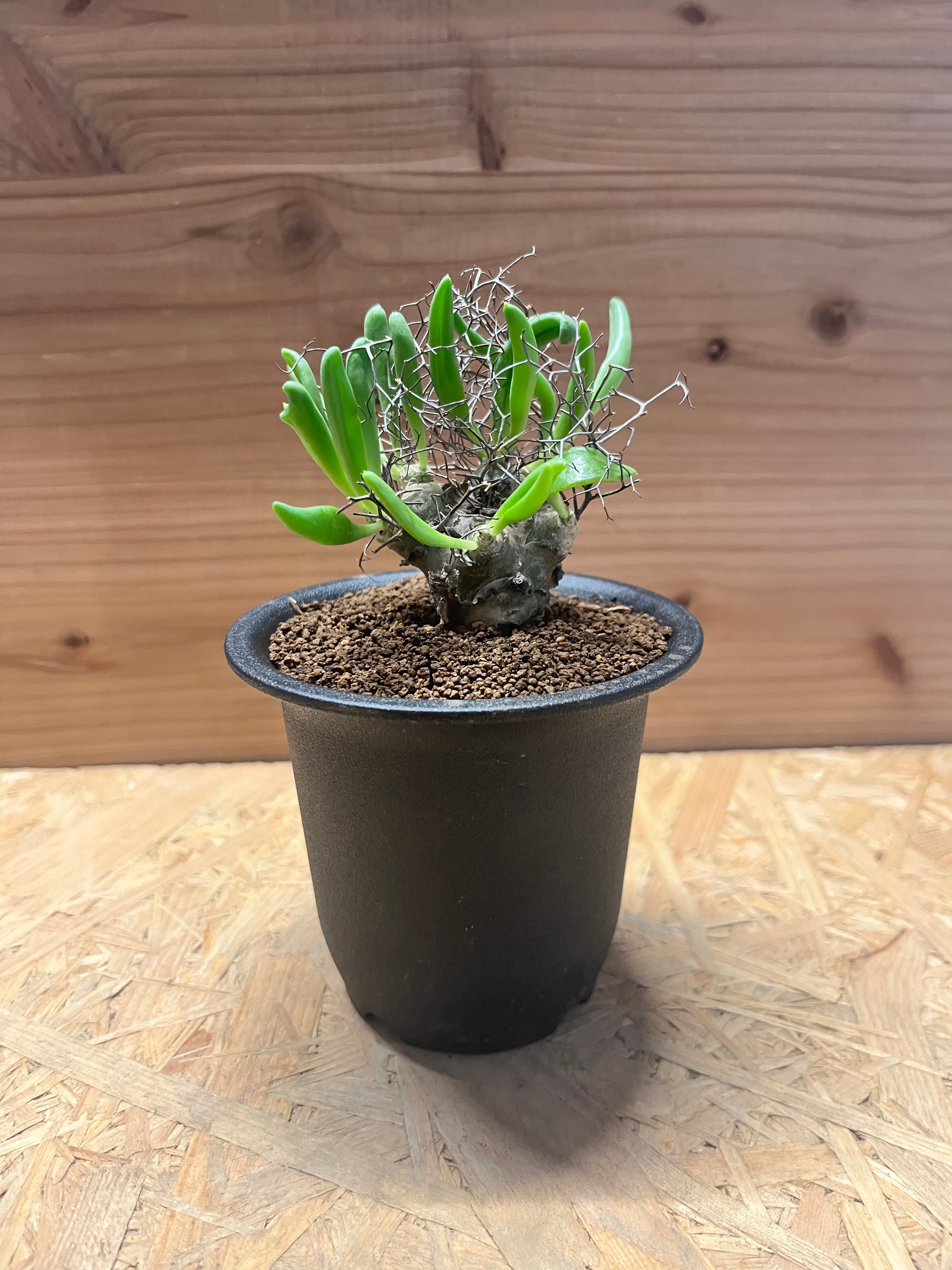 Tylecodon reticulatusチレコドンレティキュラータス万物想 original