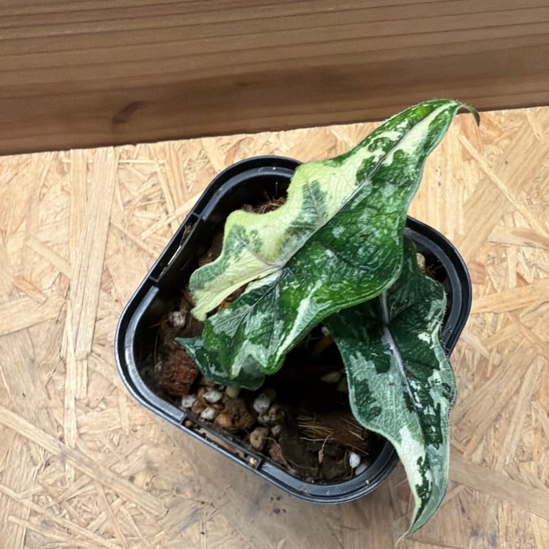 アロカシア・ジャクリン 斑入り Alocasia Jacklyn var. Alocasia jacklyn アロカシア ジャクリン アロカシアジャックリ 観葉
