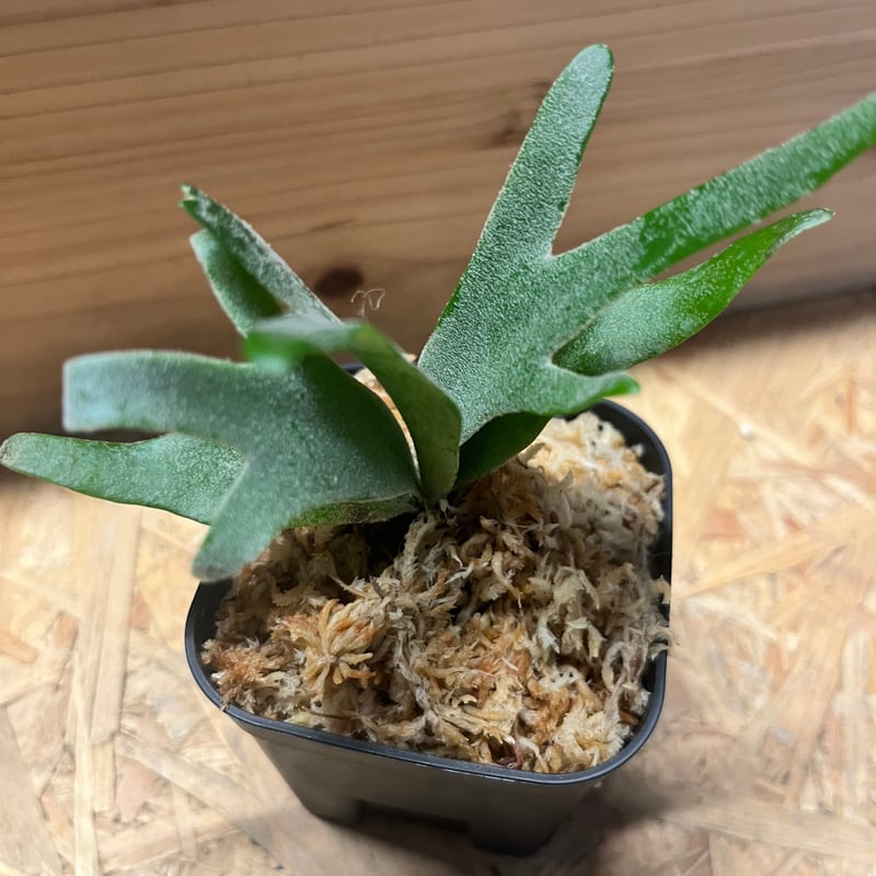 ビカクシダ ウィリンキー 'ジュエル' | GREEN LUCK