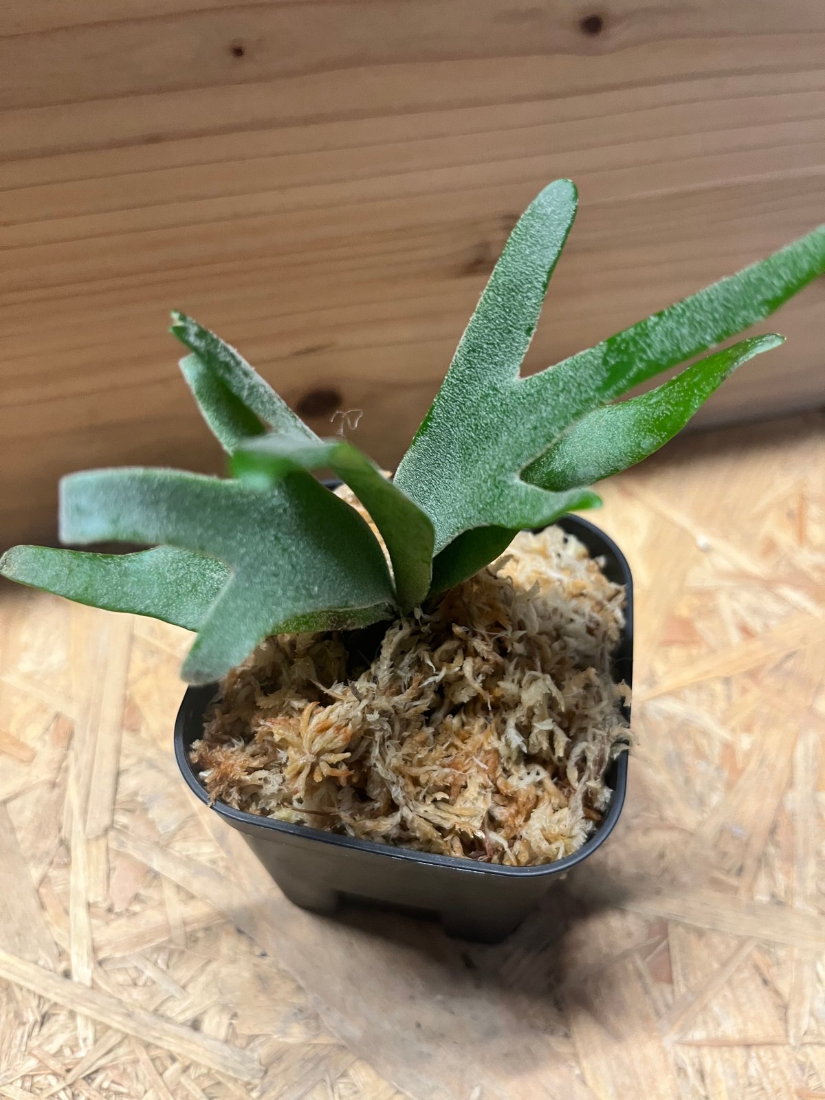 ビカクシダ ウィリンキー 'ジュエル' | GREEN LUCK