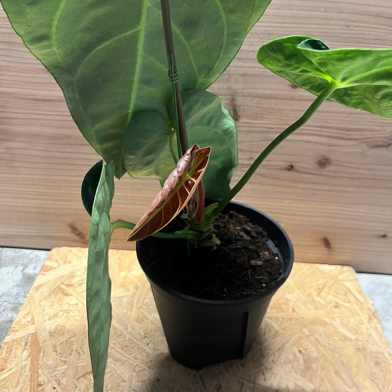 アンスリウム レガレ | GREEN LUCK