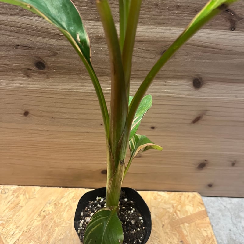 ムサ ノノ ピンク斑バナナ | GREEN LUCK