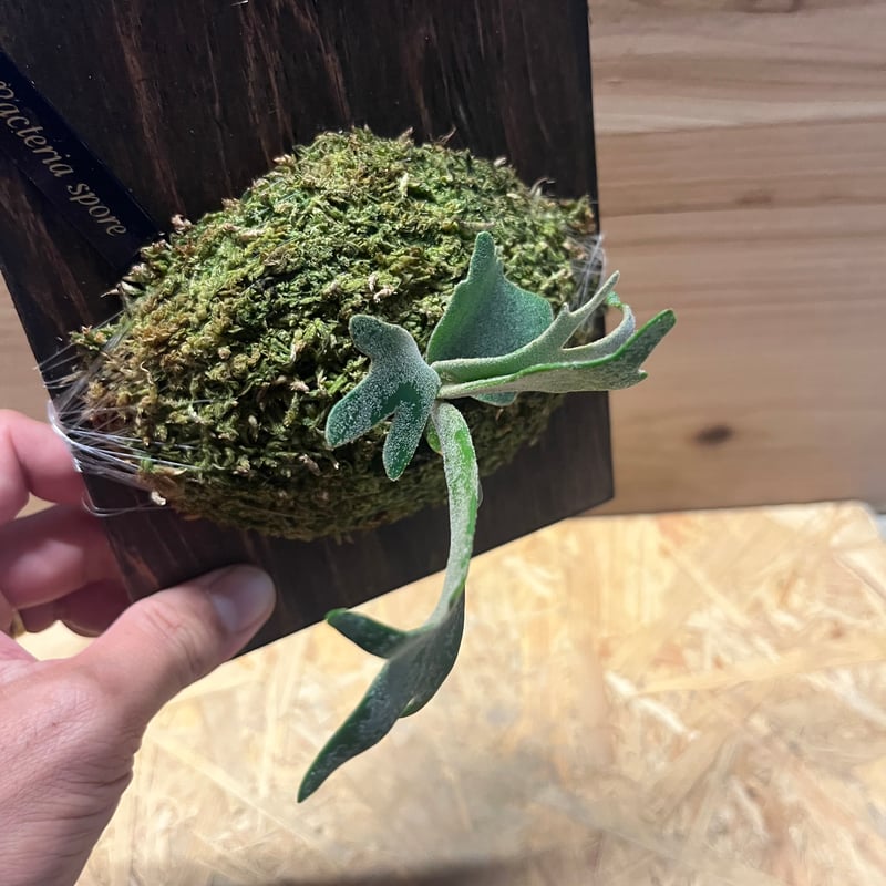 ビカクシダ バクテリア スポア | GREEN LUCK