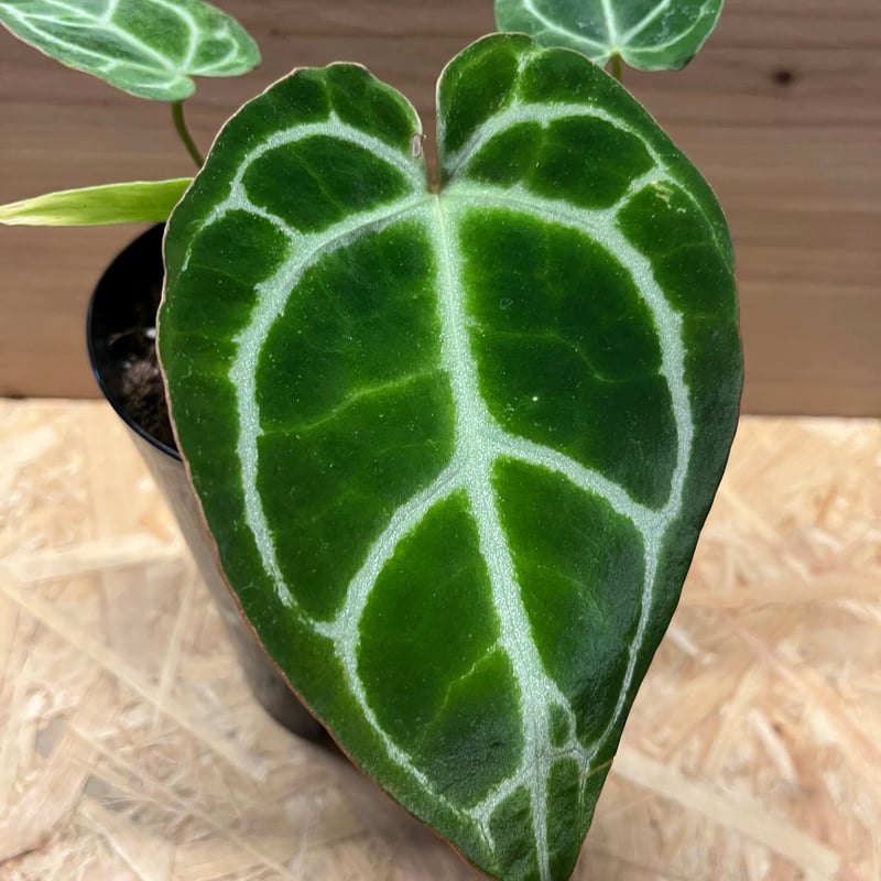 レア株　アンスリウム　クリスタリナム　変異株 アンスリウム クリスタリナム | GREEN LUCK