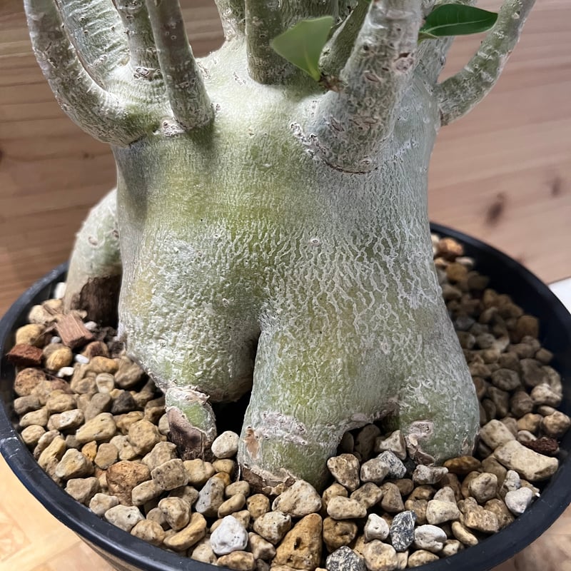 アデニウム アラビカム | GREEN LUCK