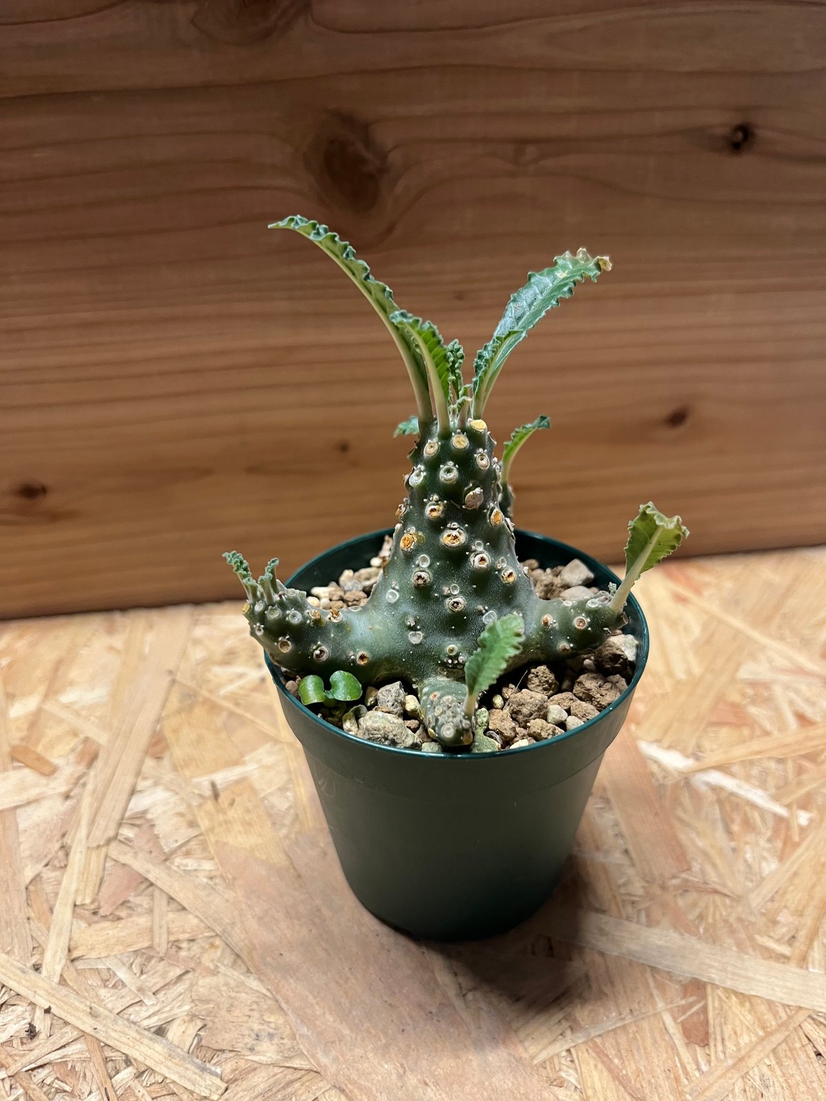 ドルステニア ラブラニー | GREEN LUCK