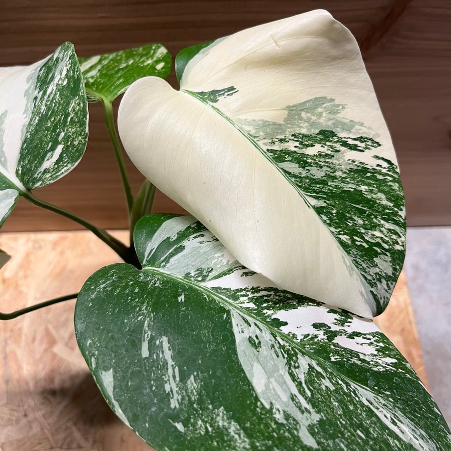657bd2cfd397ae23944cc295
