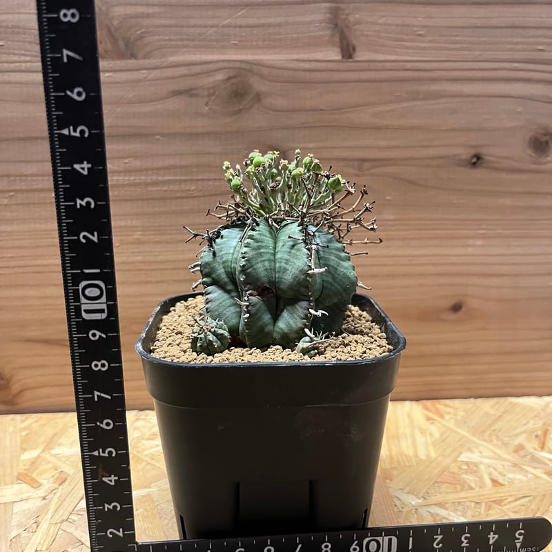 ユーフォルビア スーパーバリダ 雌株 | GREEN LUCK