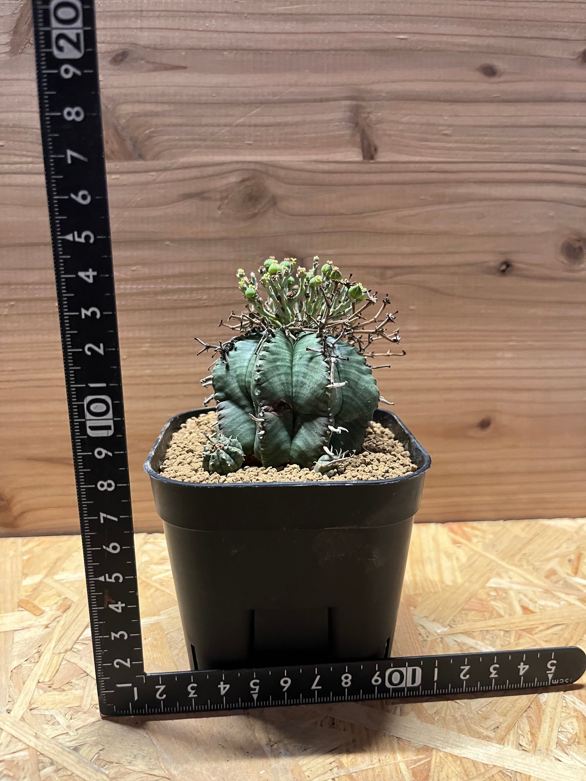 ユーフォルビア スーパーバリダ 雌株 | GREEN LUCK