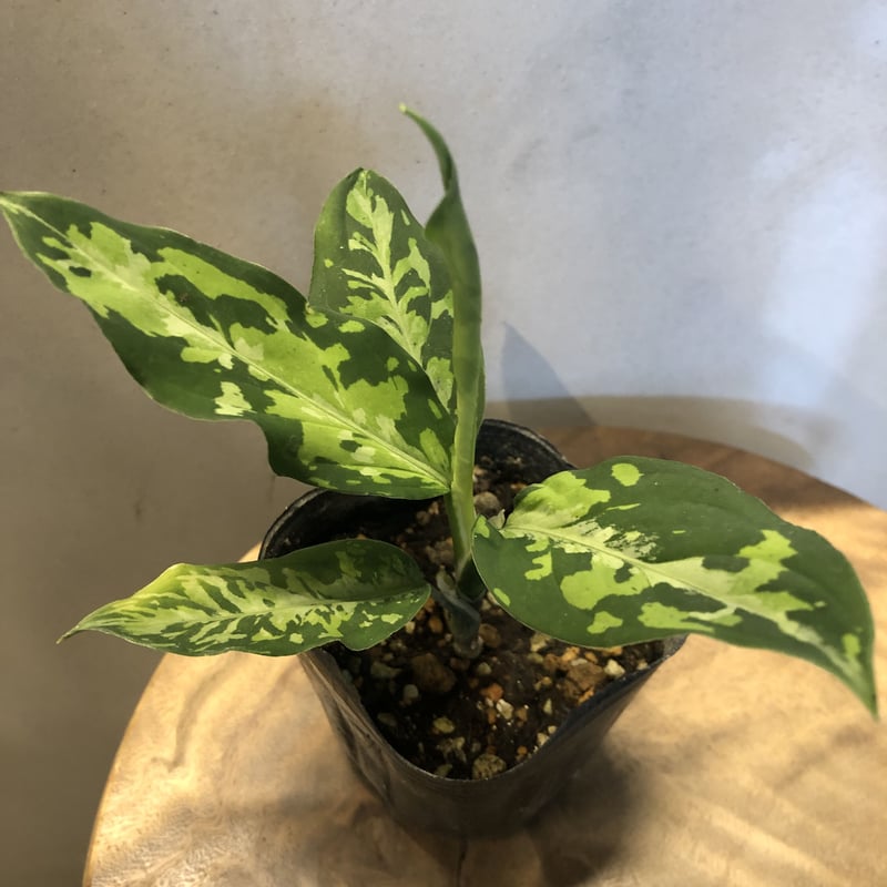アグラオネマ ピクタム エウレカタイプ | GREEN LUCK