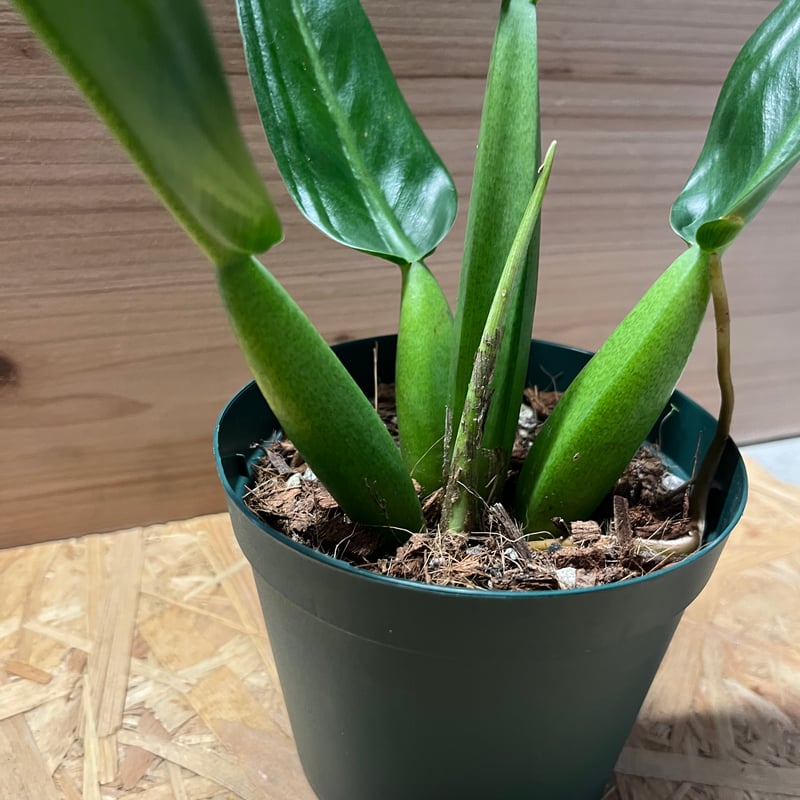 フィロデンドロン キャニフォリウム (キャニフォリウム) 大型