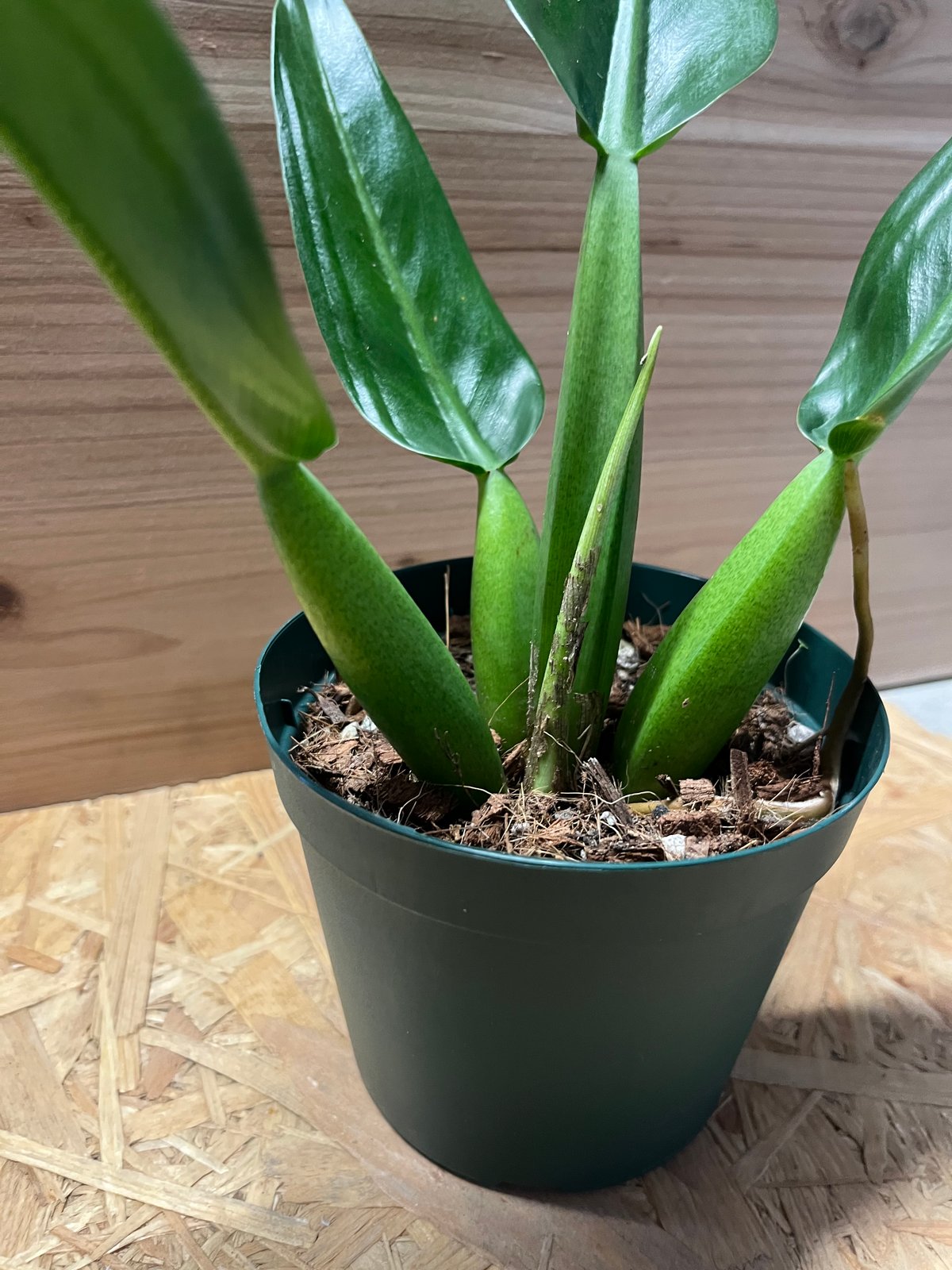 フィロデンドロン マルティアナム （キャニフォリウム） | GREEN