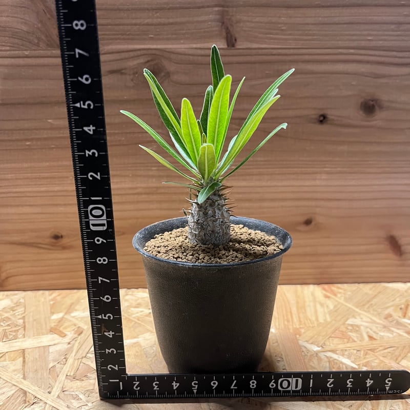 パキポディウム グラキリス | GREEN LUCK