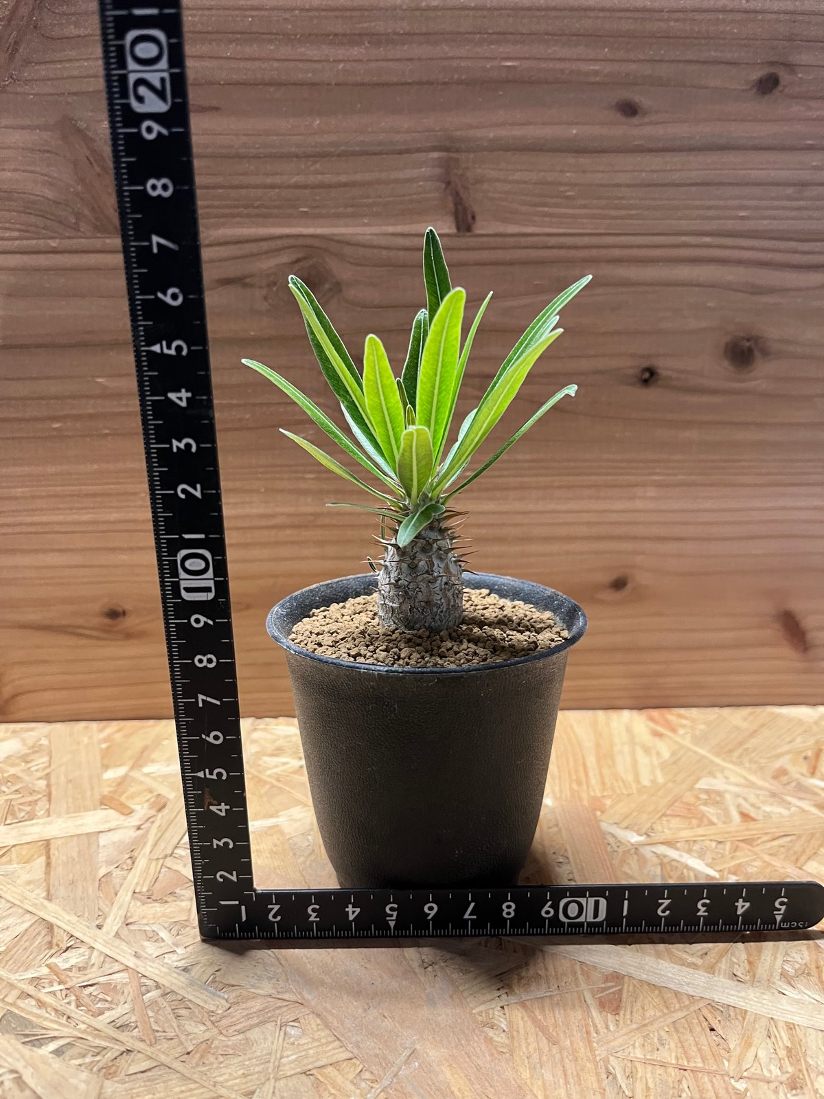 パキポディウム グラキリス | GREEN LUCK