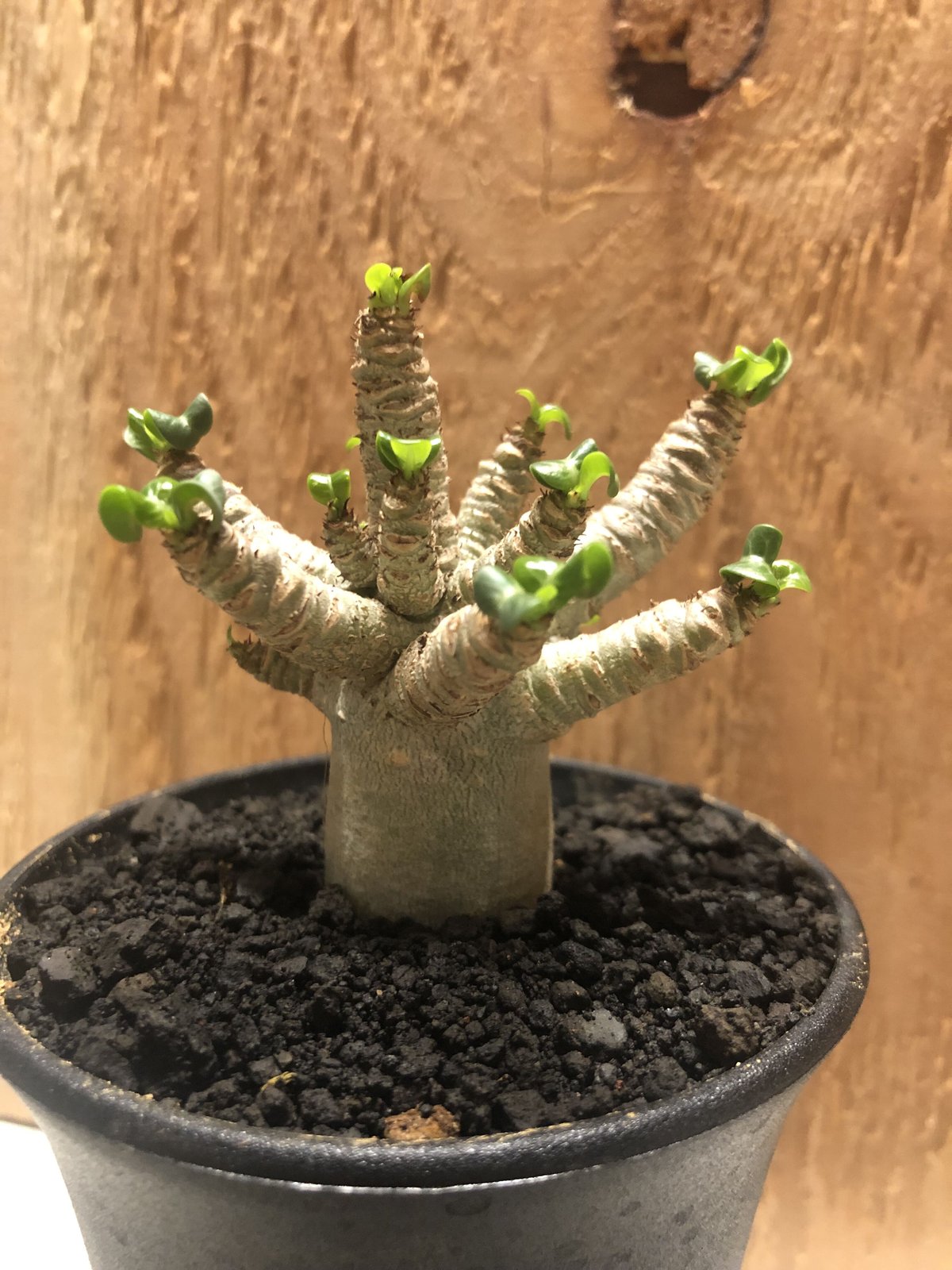 アデニウム　アラビカム　巻葉　 250821 14 アデニウム / アラビカム巻葉（獅子葉） | Vitamin + STORE