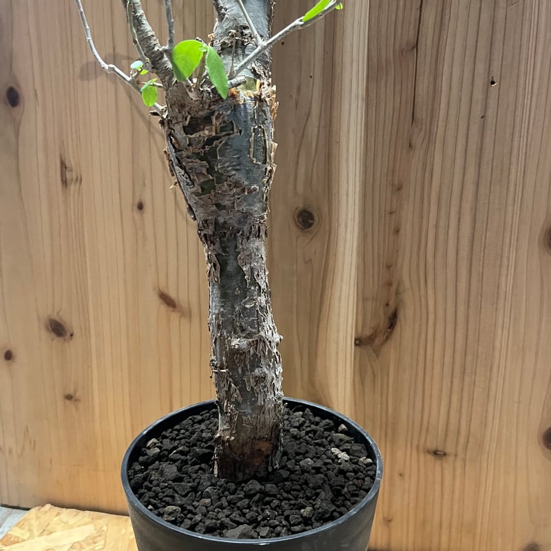 bon25です コミフォラ エミニー コミフォラ エミニー | GREEN LUCK