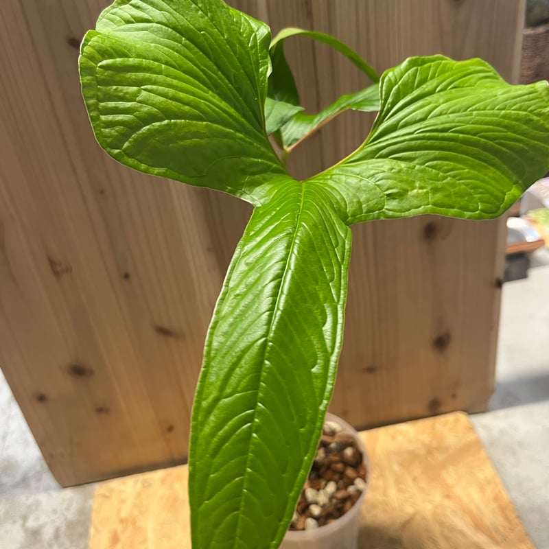 アンスリウム ドラコノプテラム | GREEN LUCK