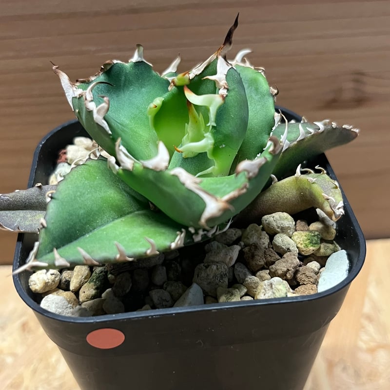 アガベ チタノタ 金鯨 | GREEN LUCK