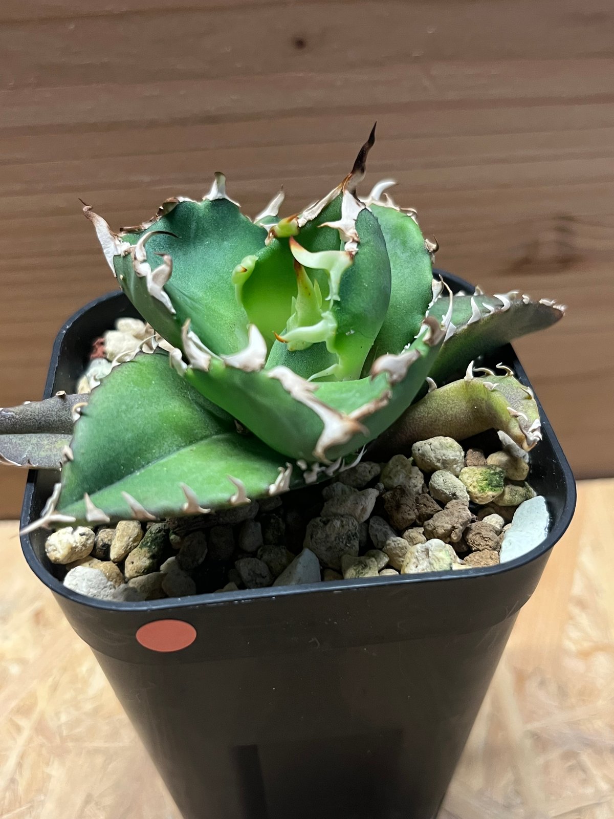 アガベ チタノタ 金鯨 | GREEN LUCK