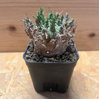 ユーフォルビア　デセプタ