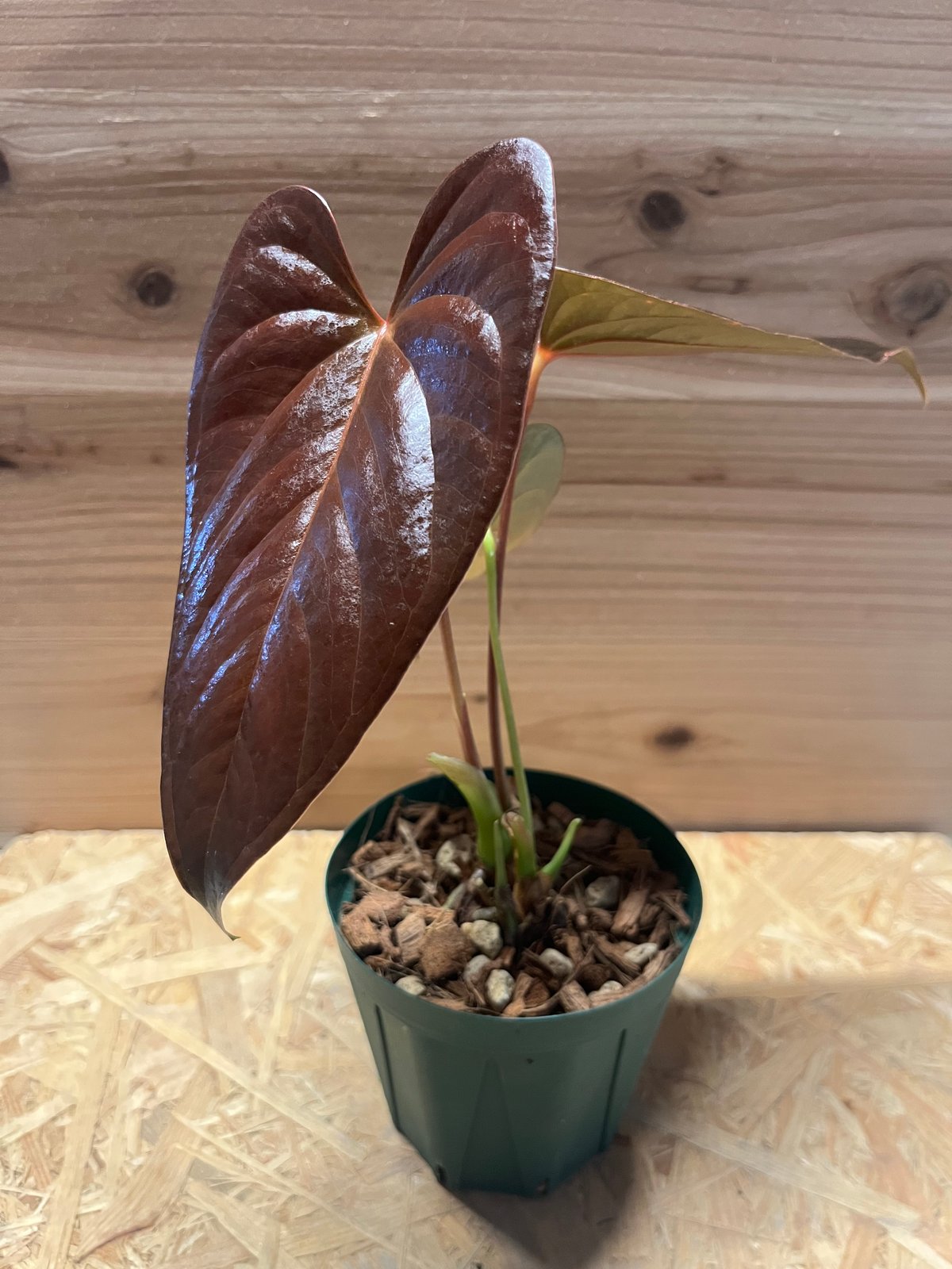 〇ポットごと♡チャンべルラニアタム ロムズレッド♡アンスリウム♡希少♡観葉植物 アンスリウム チャンベラニアナム ロムズレッド | GREEN LUCK