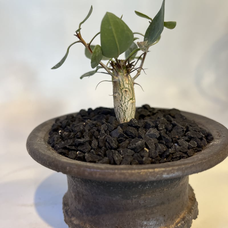 フォークイエリア コルムナリス 観峰玉×土京鉢 | GREEN LUCK