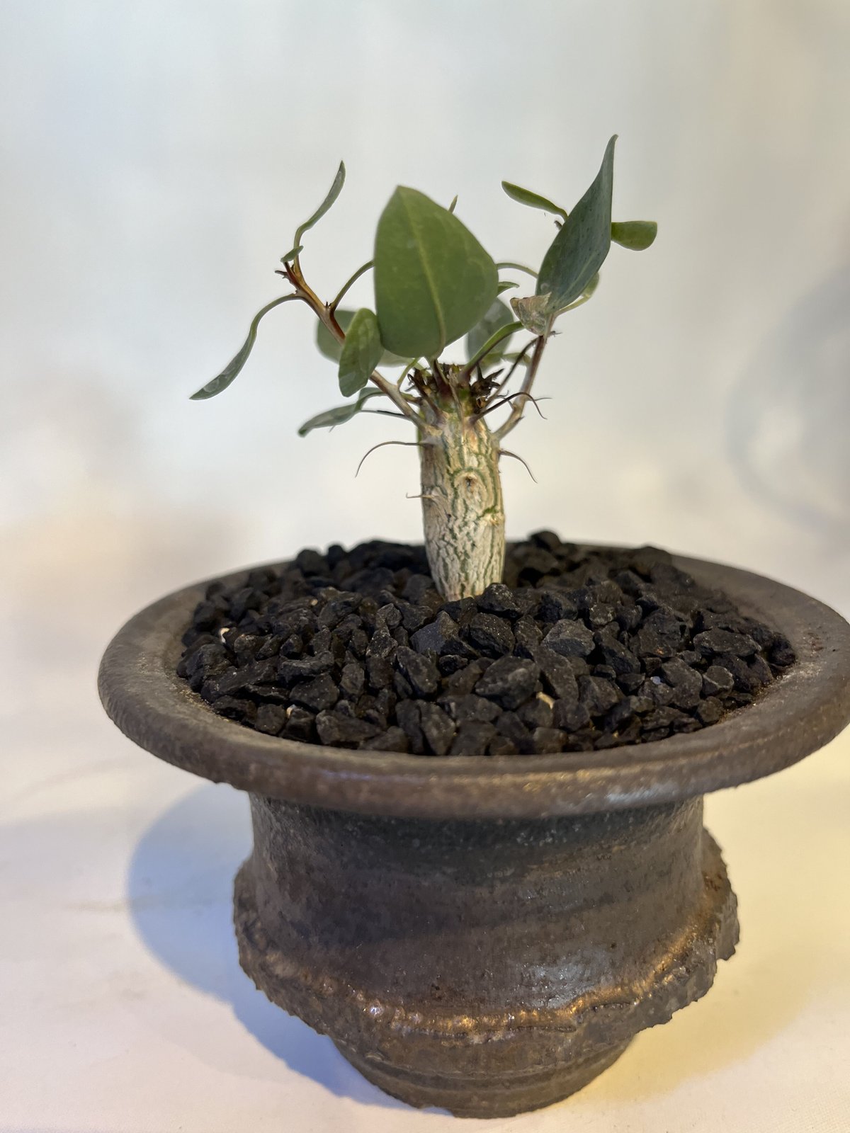 フォークイエリア コルムナリス 観峰玉×土京鉢 | GREEN LUCK