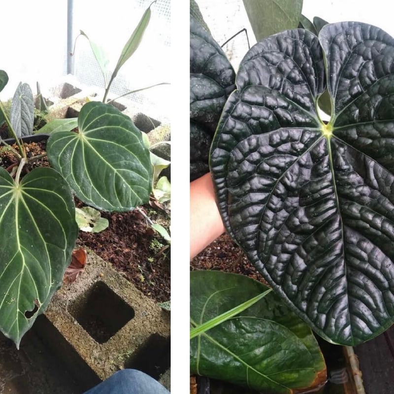 アンスリウム カーラブラッキー×ルクスリアンス | GREEN LUCK