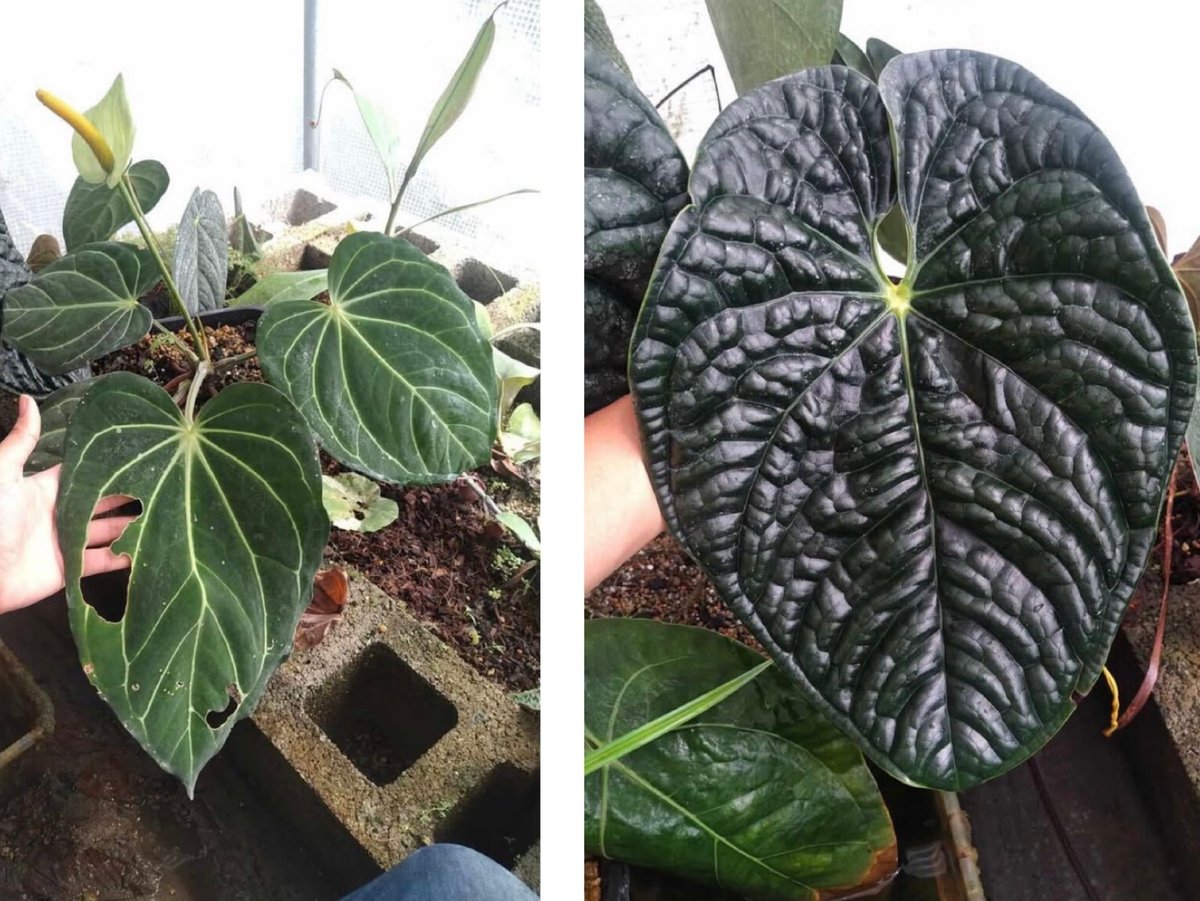 アンスリウム カーラブラッキー×ルクスリアンス | GREEN LUCK