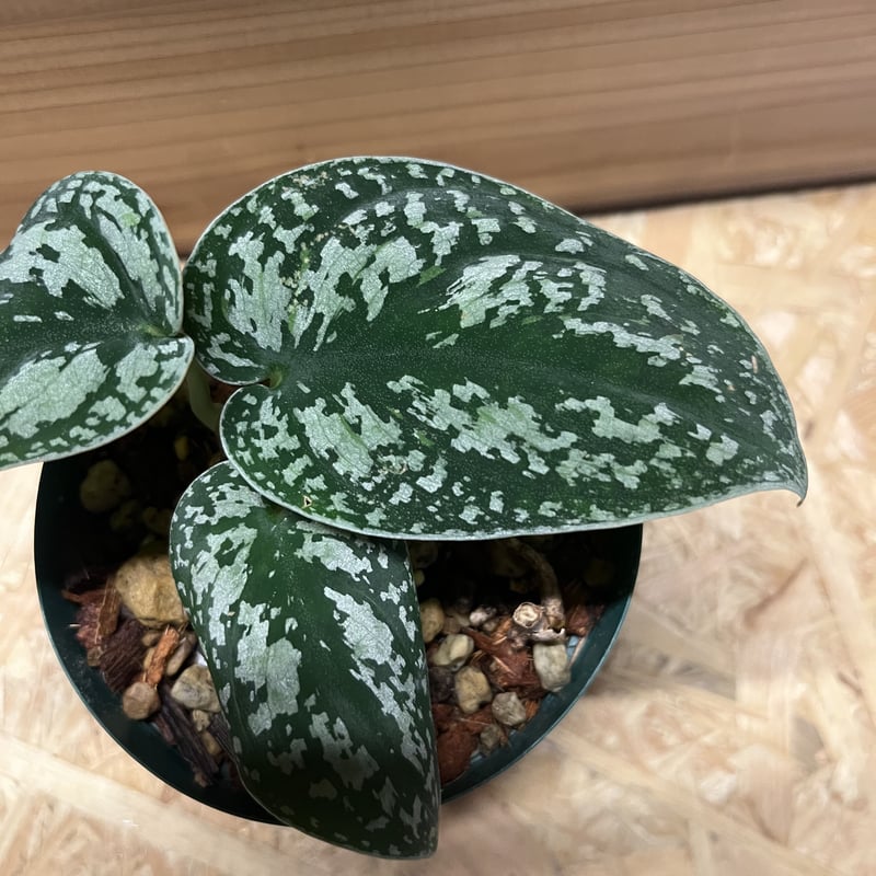 スキンダプサス ピクタス トリカラー | GREEN LUCK