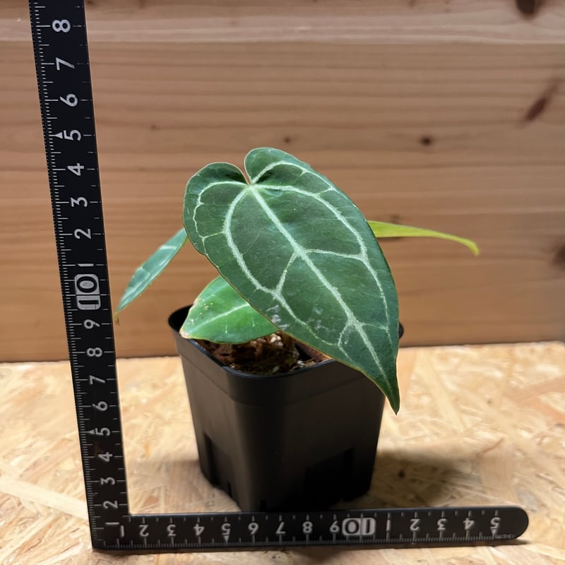 アンスリウム クリスタリナム | GREEN LUCK