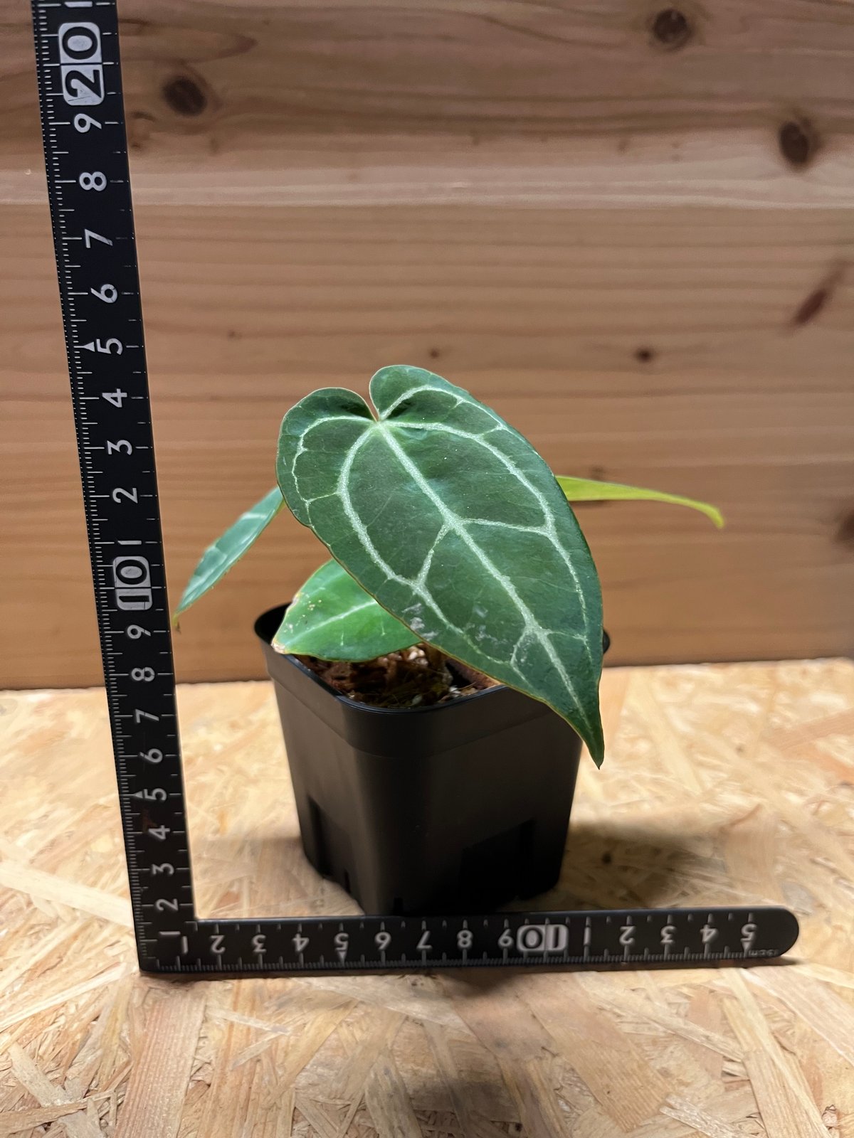 アンスリウム クリスタリナム　anthurium crystallinum アンスリウム クリスタリナム 'セルビーズシルバー'（ANTHURIUM