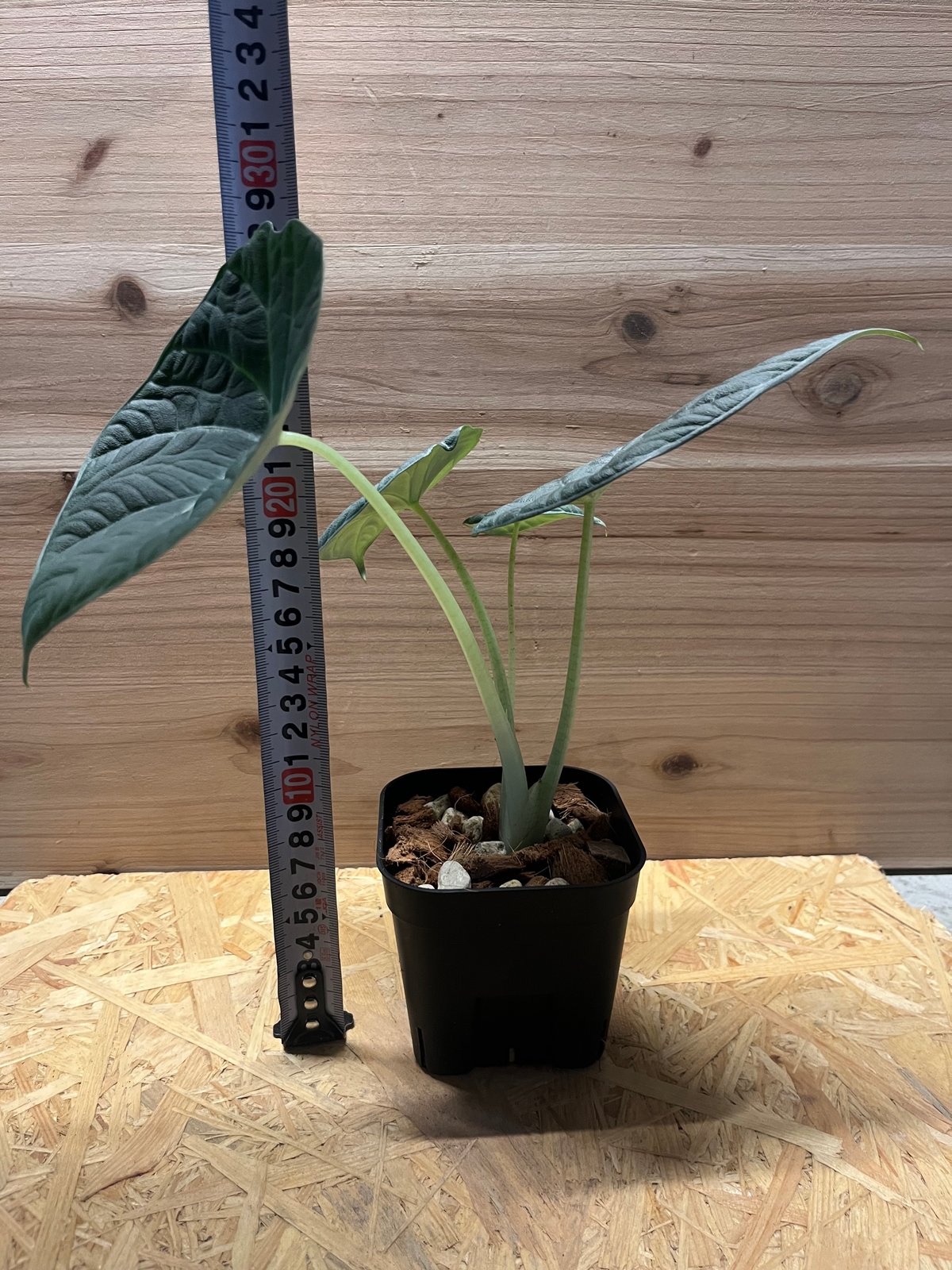 アロカシア ドラゴンムーン | GREEN LUCK