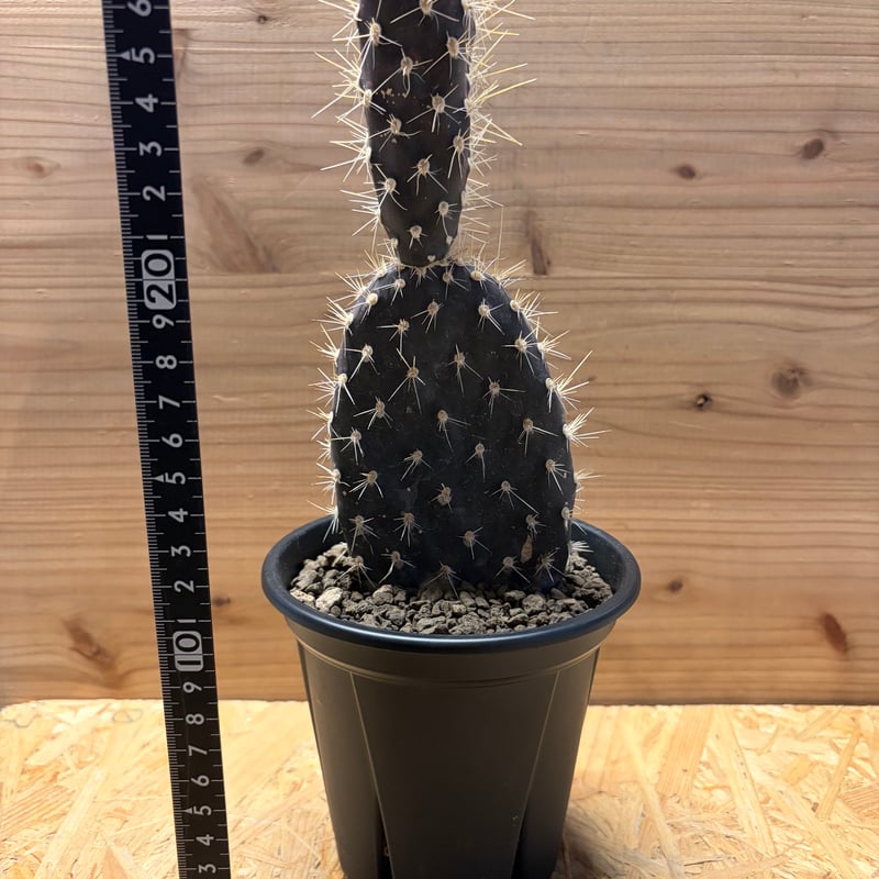 オプンチア ガラパゲイア | GREEN LUCK