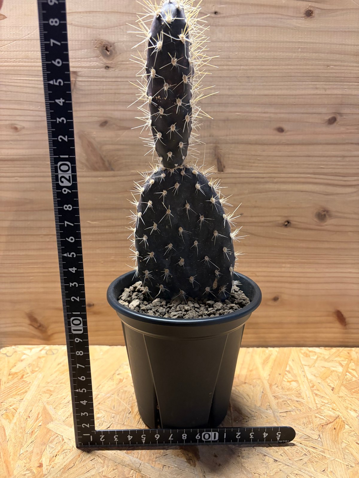 オプンチア ガラパゲイア | GREEN LUCK