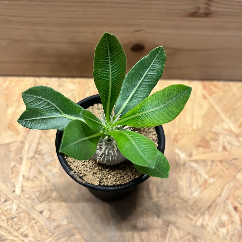 パキポディウム デンシカウレ 恵比寿大黒 | GREEN LUCK