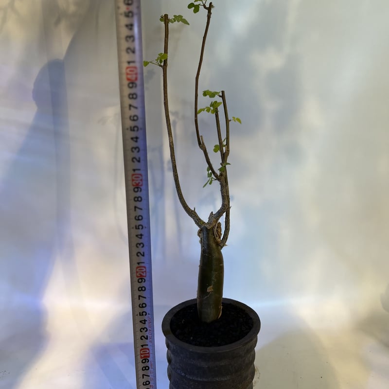 ブルセラ ファガロイデス 発根済み 2年管理 ブルセラ ファガロイデス