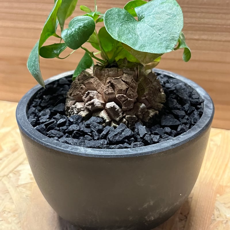 亀甲竜 ディオスコレア エレファンティペス | GREEN LUCK