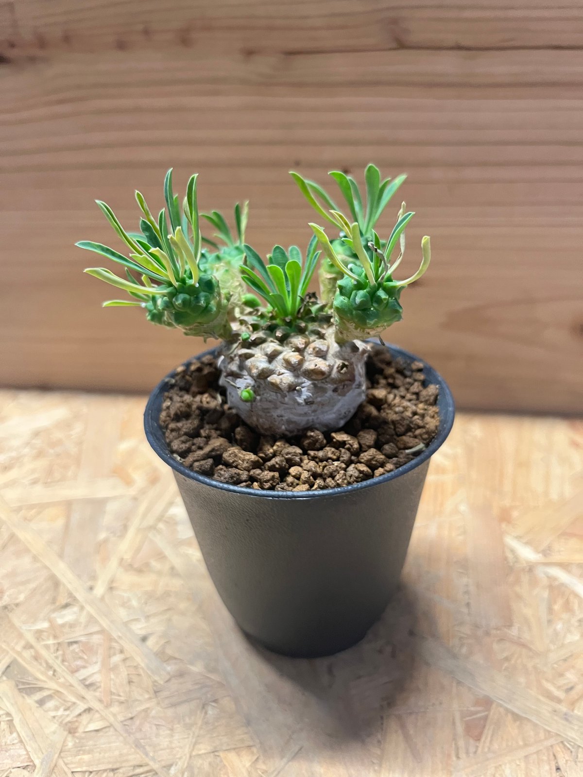 ユーフォルビア 峨眉山 | GREEN LUCK