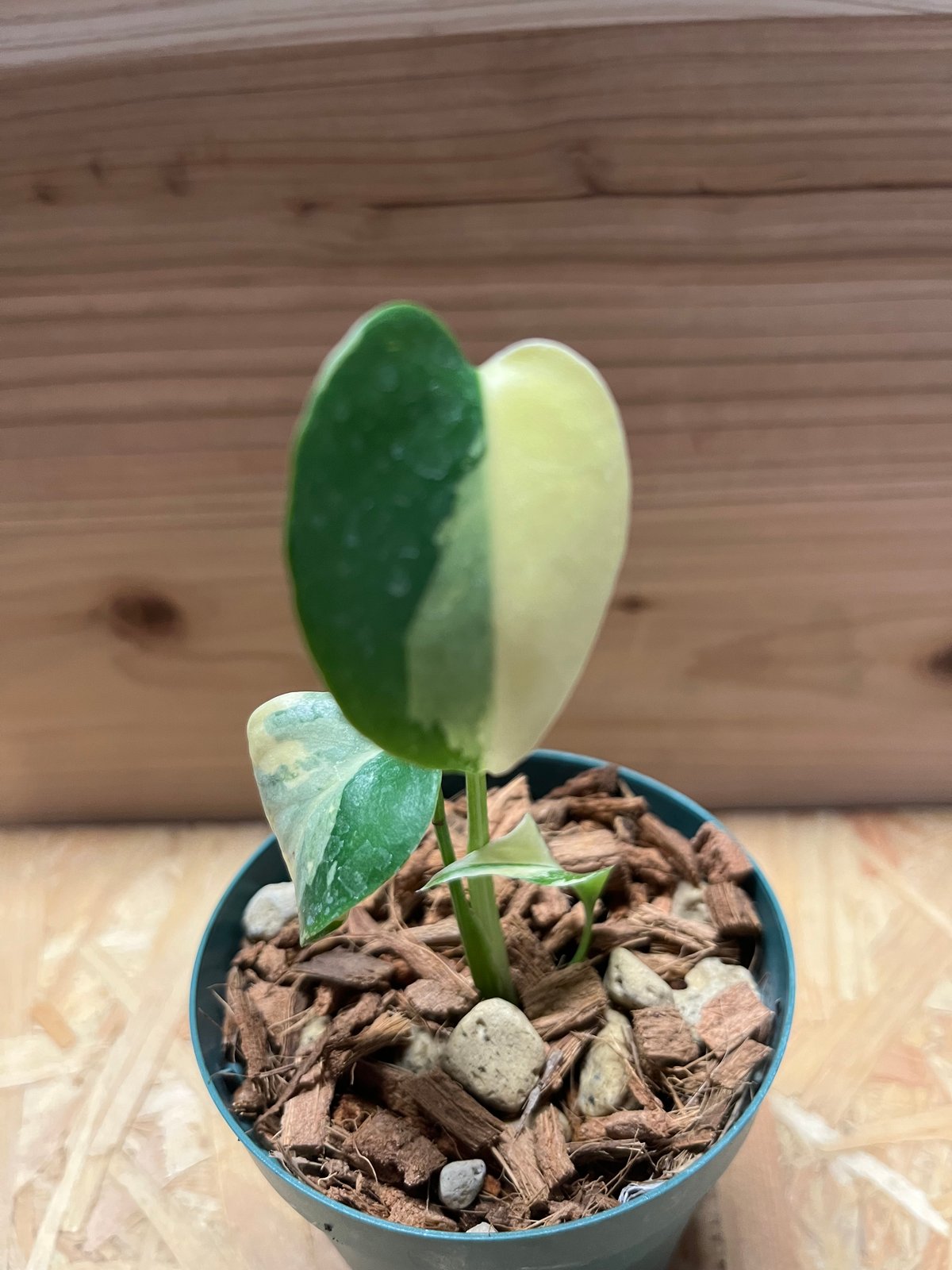 モンステラ デリシオーサ イエローマリリン | GREEN LUCK