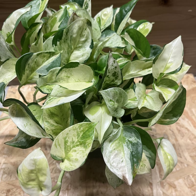 ポトス　グローバル 園芸ネット本店｜[棚卸セール]（わけあり特価）ポトス：グローバル 4号