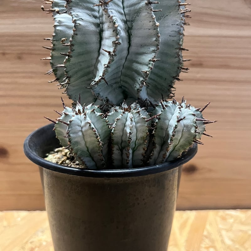 ユーフォルビア 白衣ホリダ 雌 | GREEN LUCK